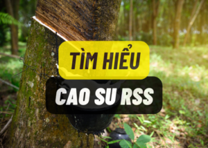 Tìm hiểu về cao su RSS